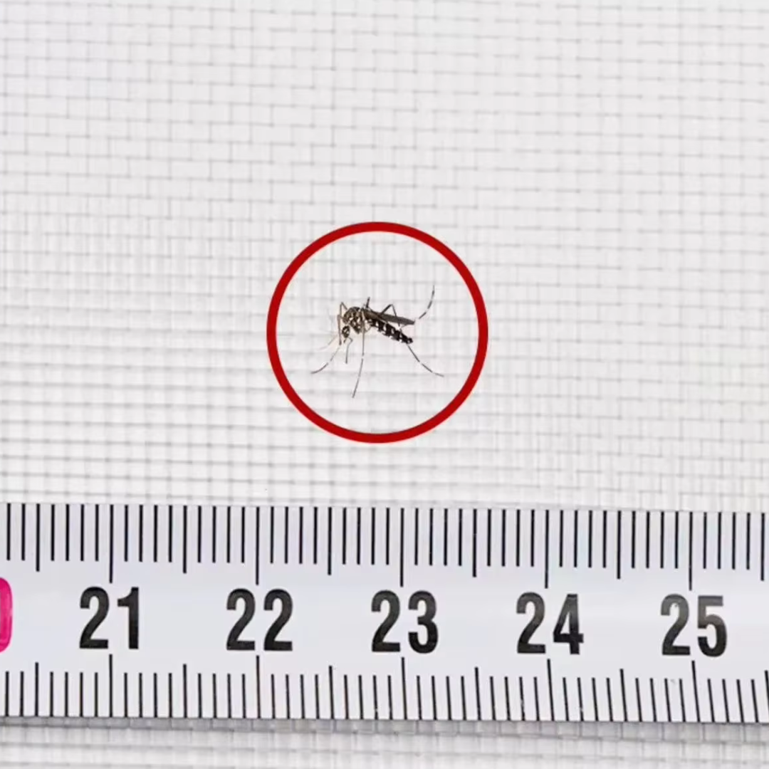 Fönsternät inektsnät