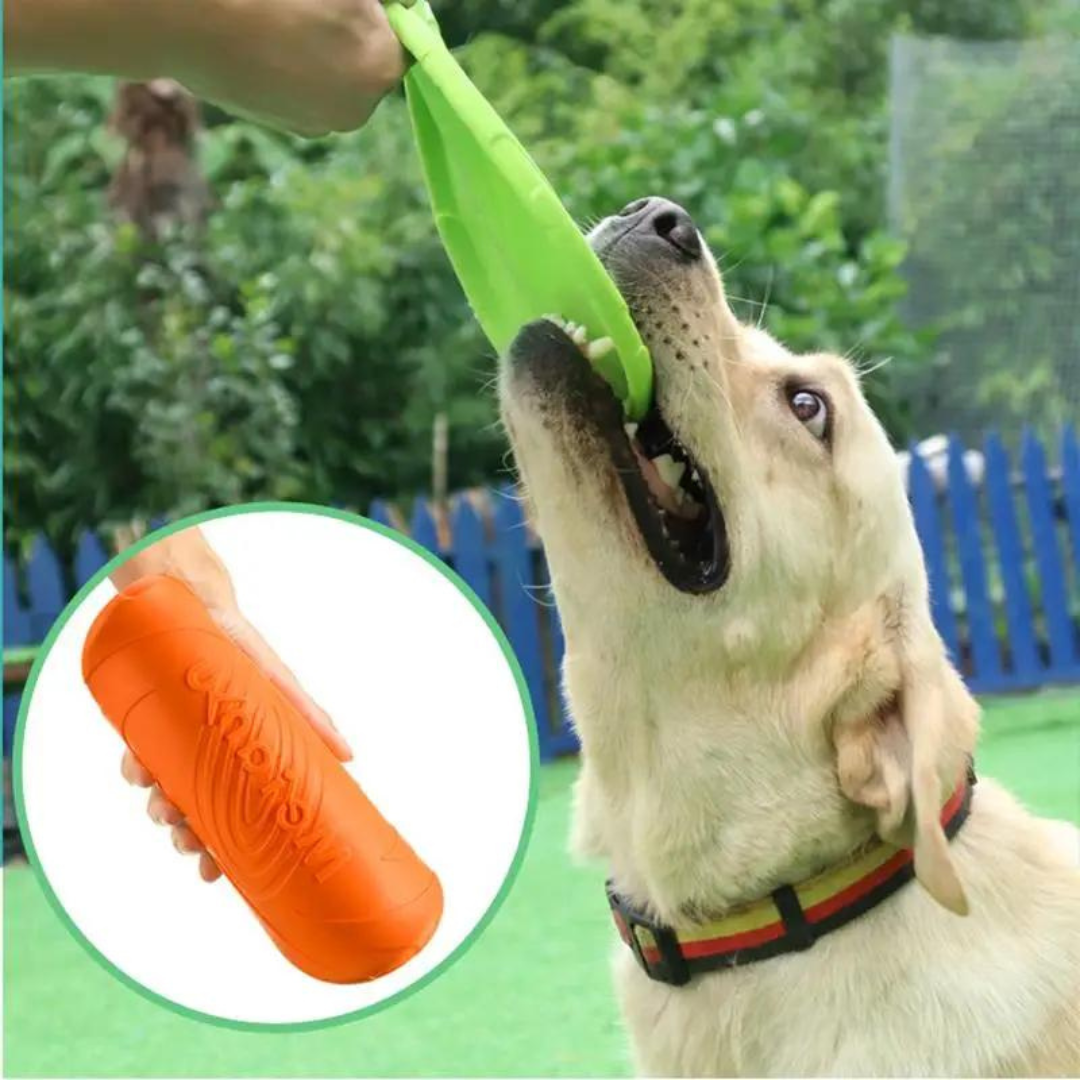 Frisbee till hund