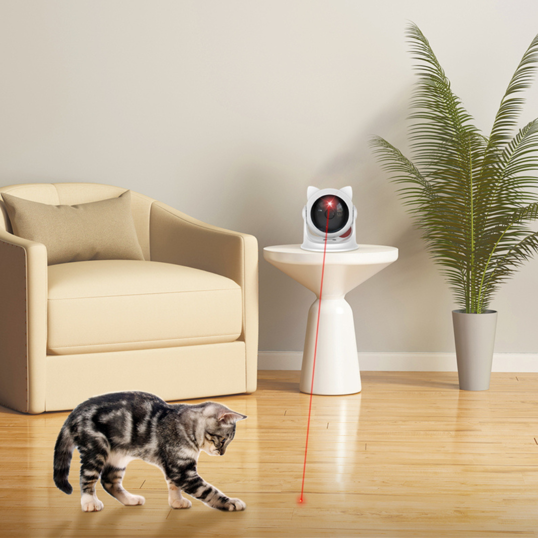 Laserpekare katt