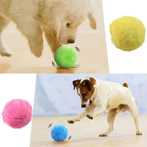 boll till hund