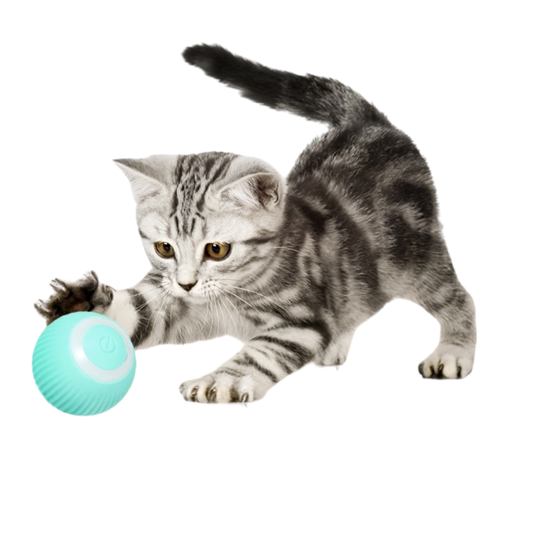 kattboll