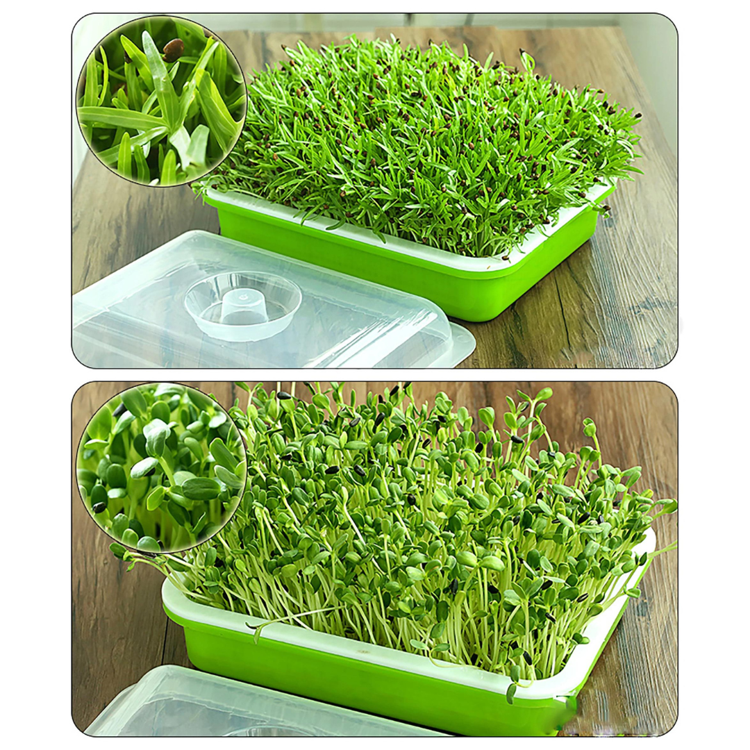 odling med groddbricka