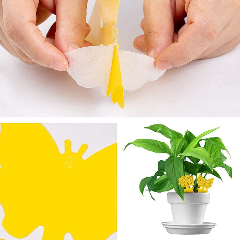 Insektsfångare