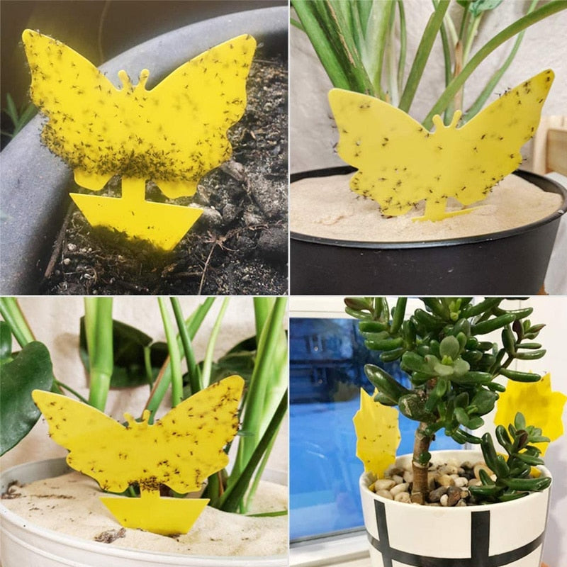 Insektsfangare växter